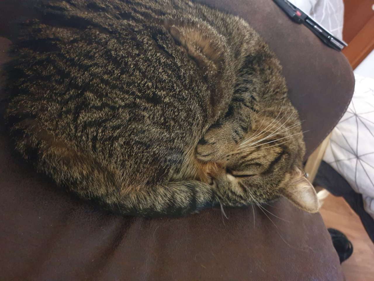 Aila