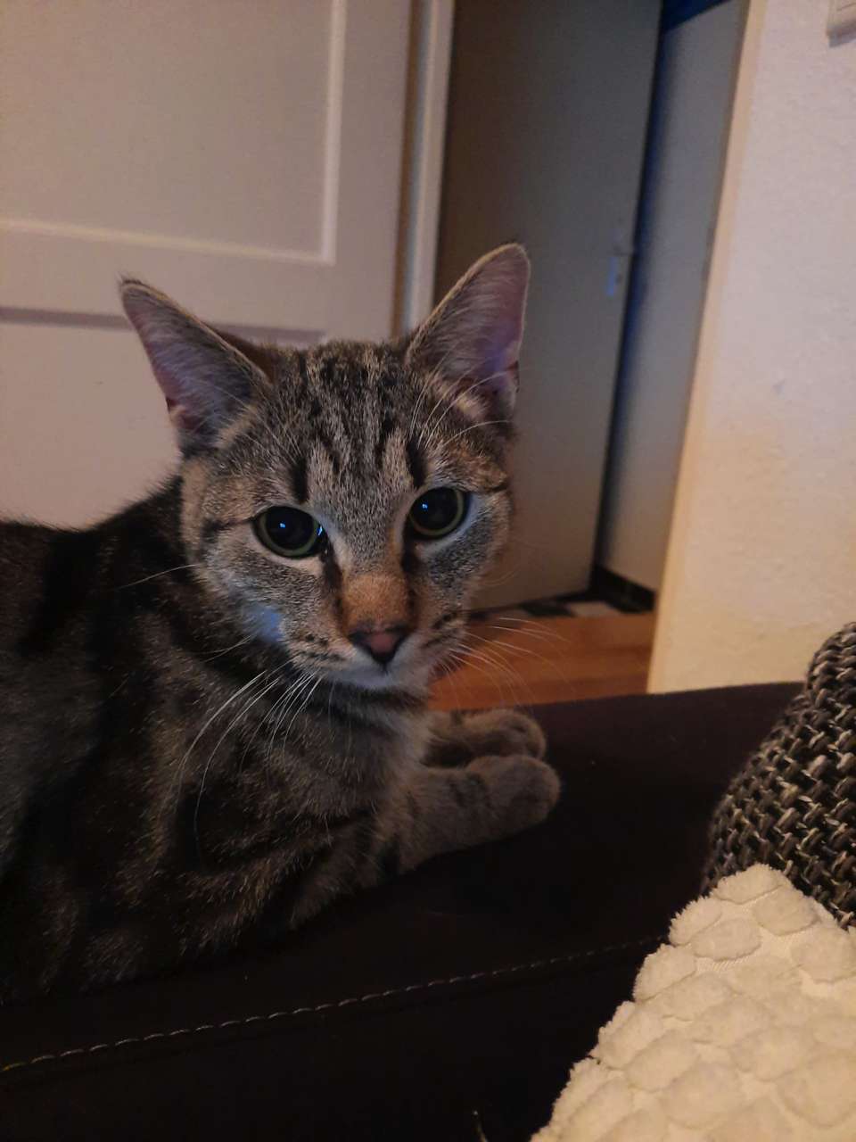 Kito
