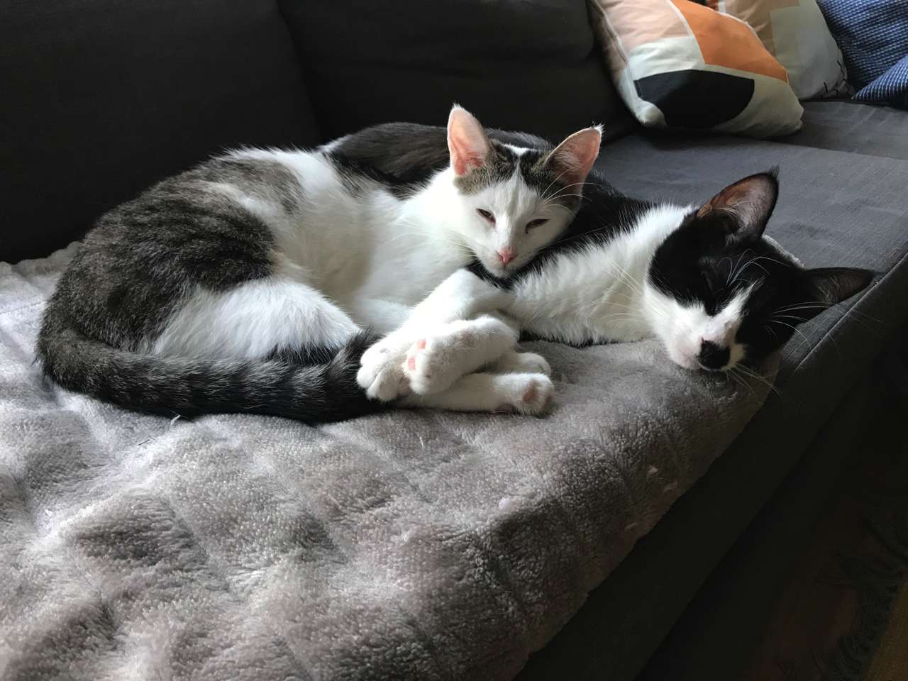 Clara und Moo