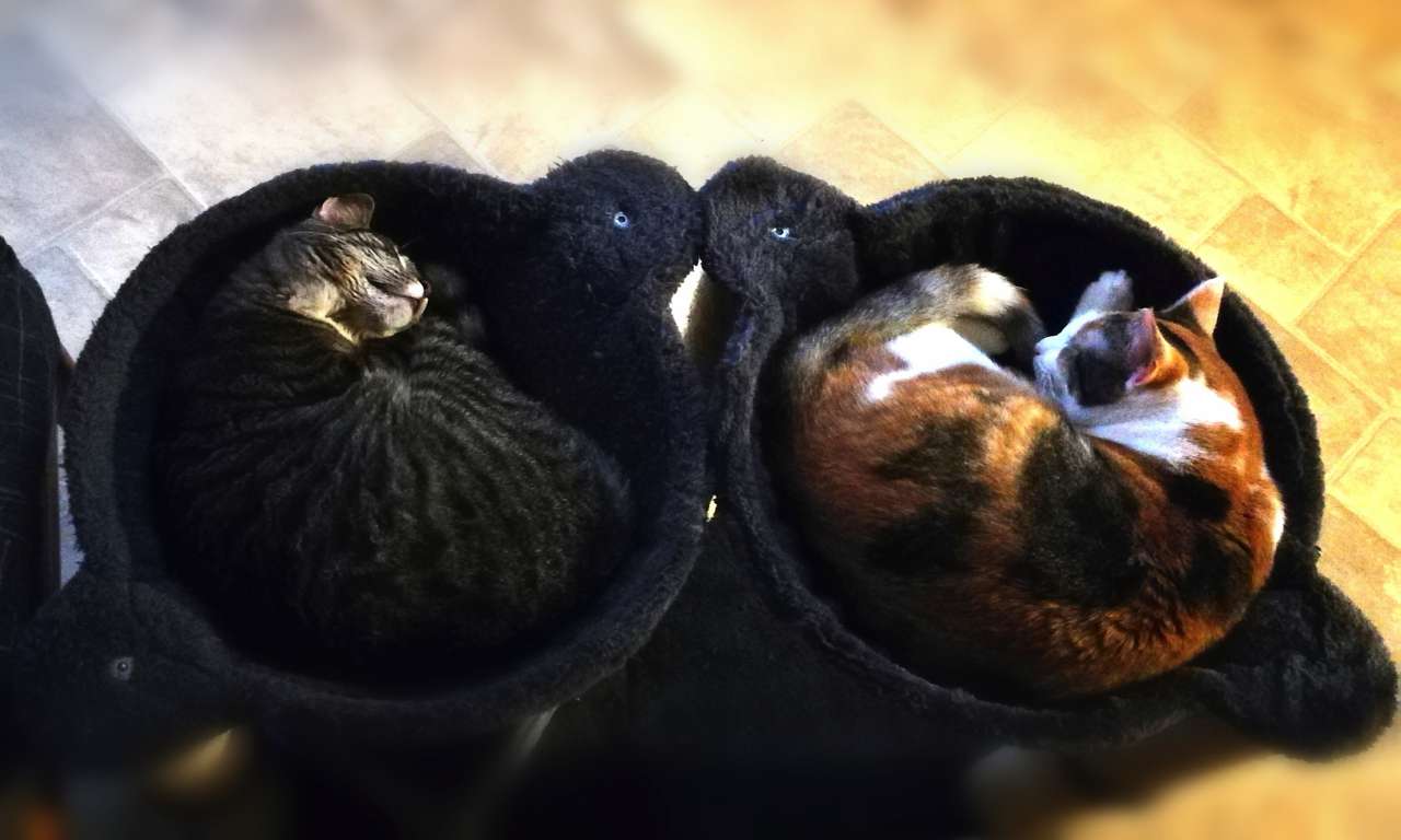 Saphira und Rani