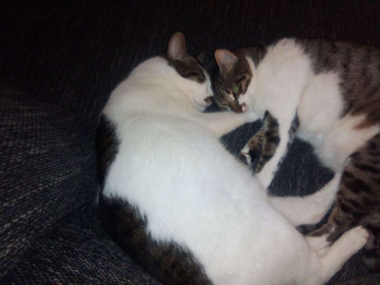 Stella und Rocky