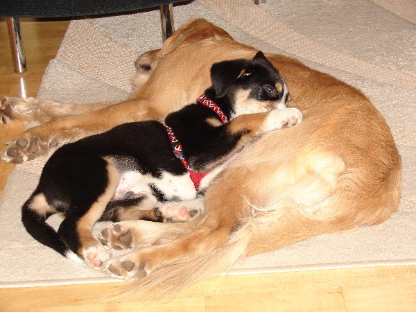 Pflegehunde