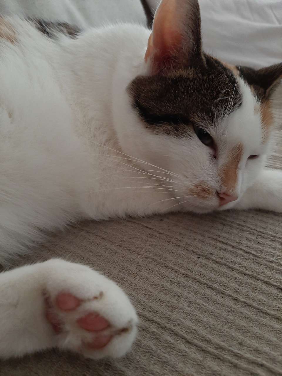 Mae