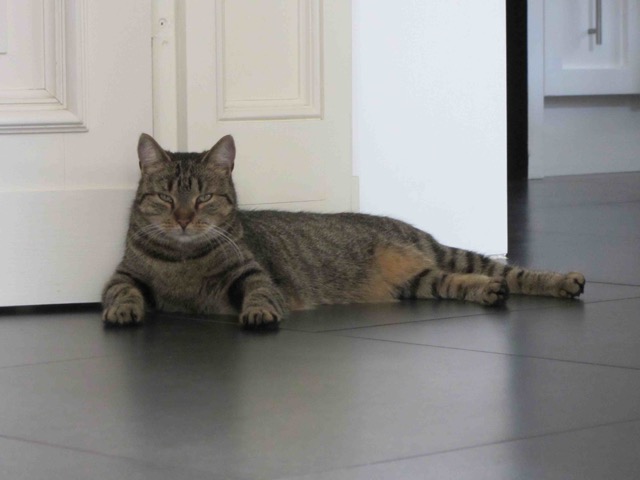 Pudder 01