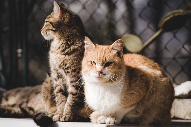 katzen im tierheim