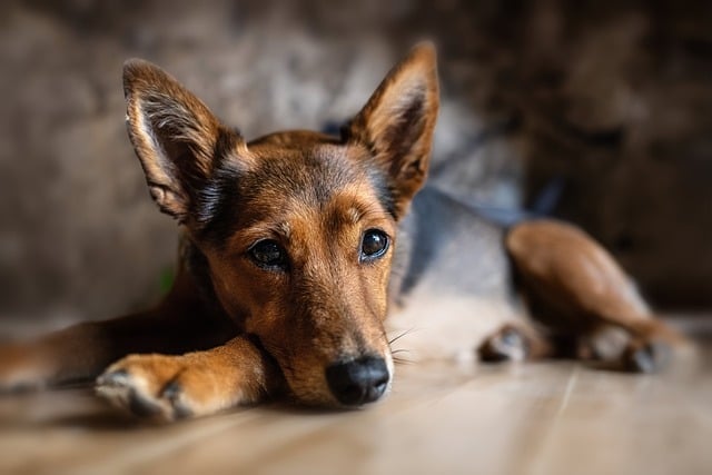 schaeferhund welpe tierheim brandenburg