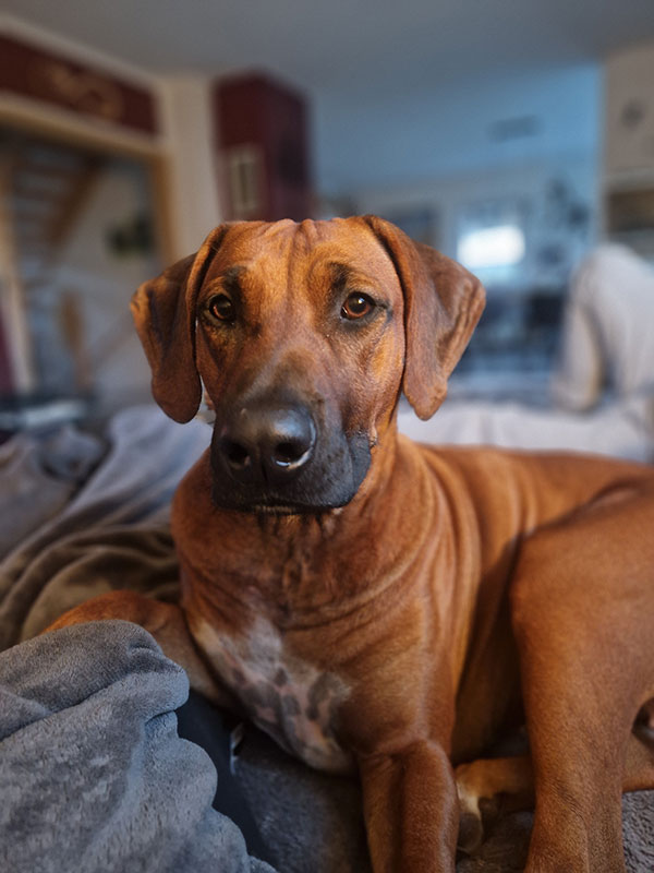 glueckshund ivy