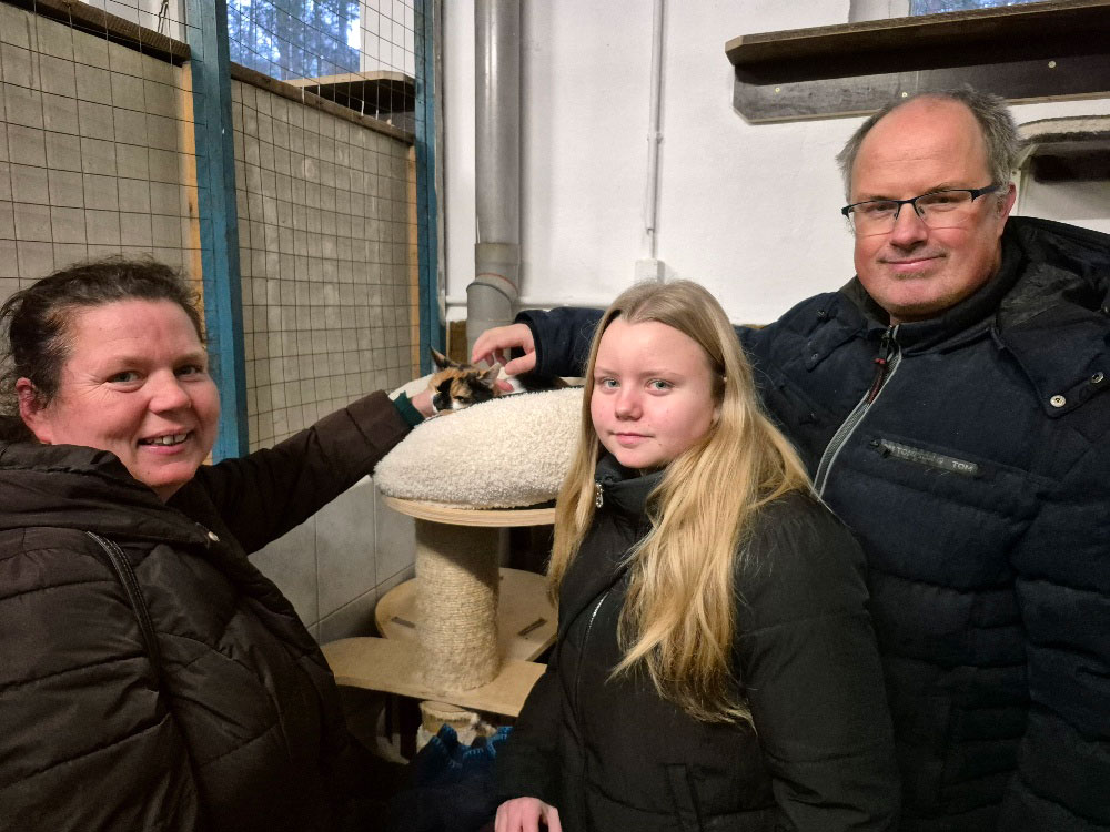 katze aus tierheim silly
