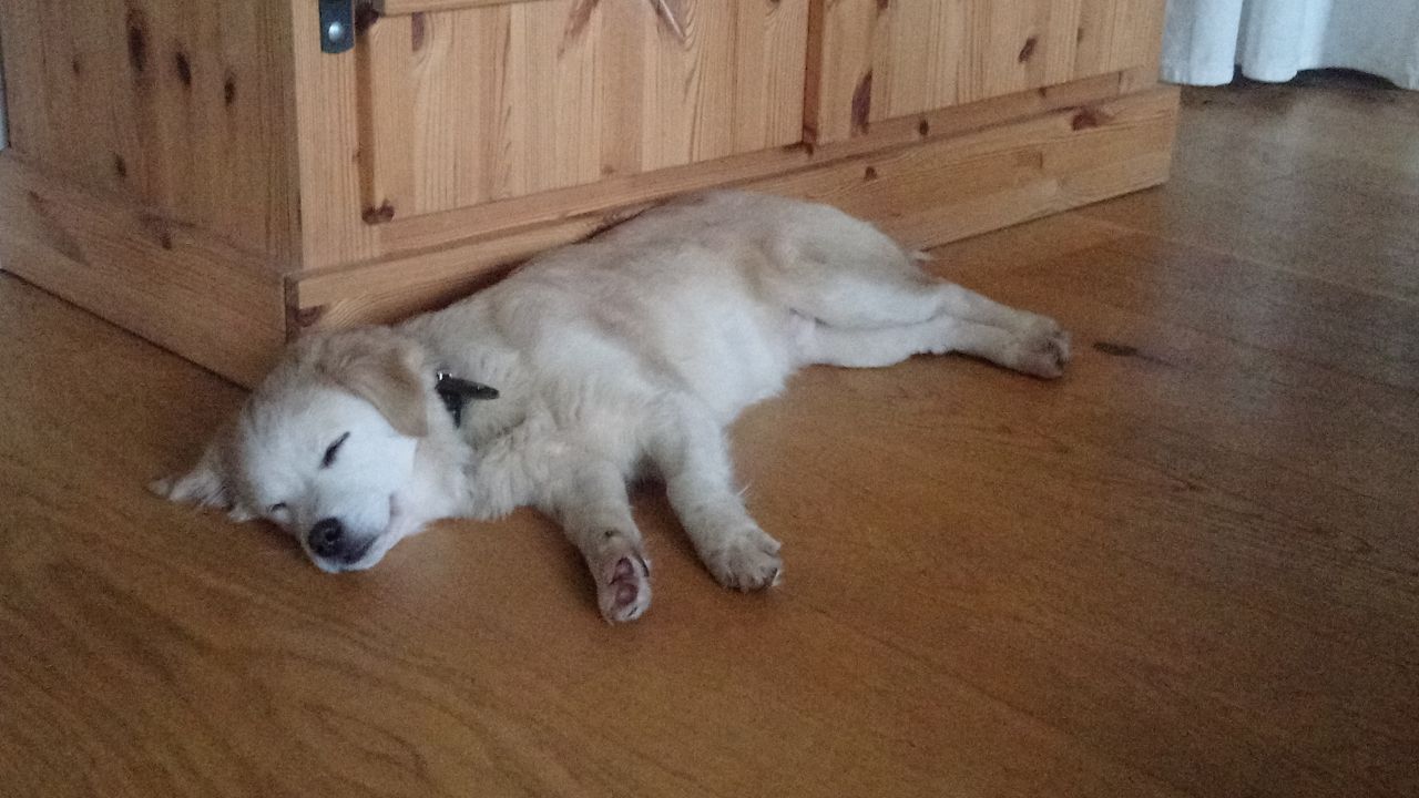 Luke