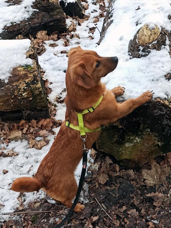 freddy - hund aus dem tierheim