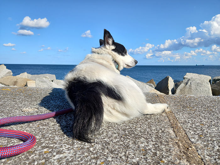 Tierheim hund moris