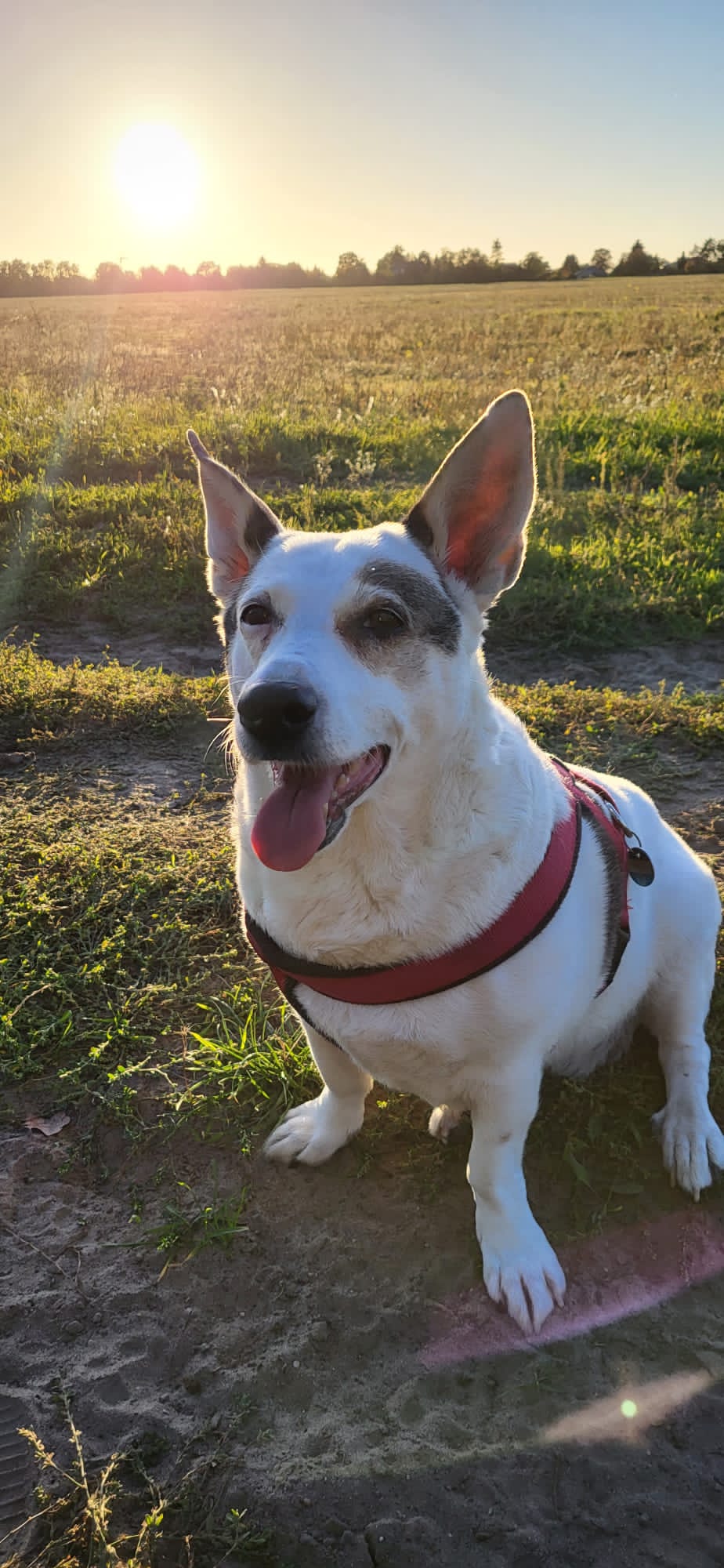 Tierheimhund Mara