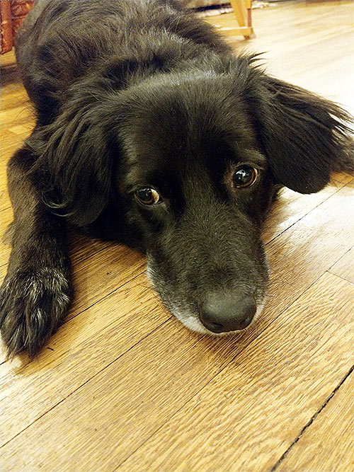 Tierheimhund Mike