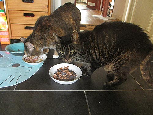 tierheimkatzen