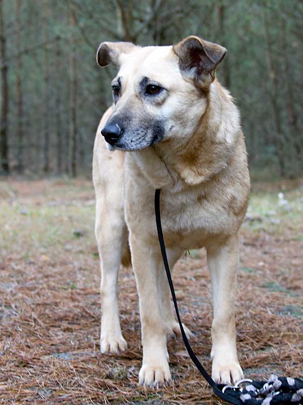Fenja