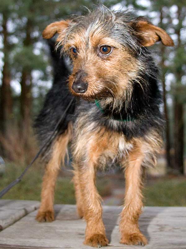 Kalle