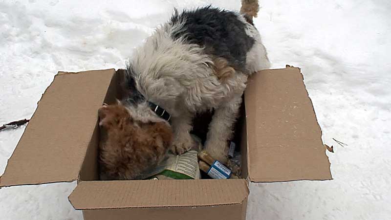 Post für Herrn Foxi
