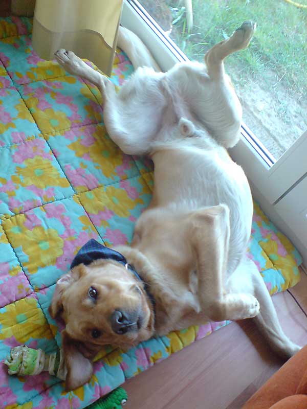 Ajax