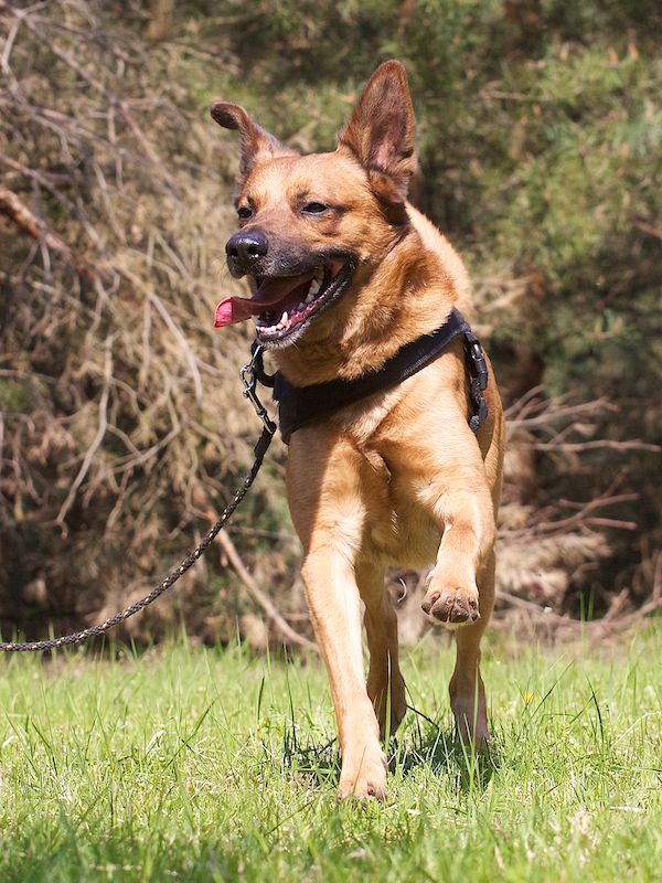 Rex