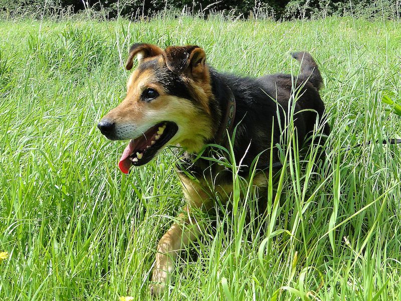 Kibo