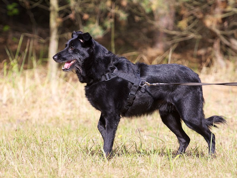 Ronja