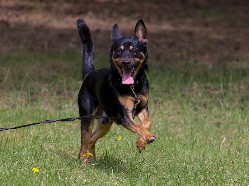 duke 022