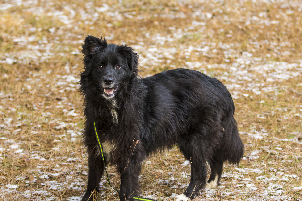 Ronja