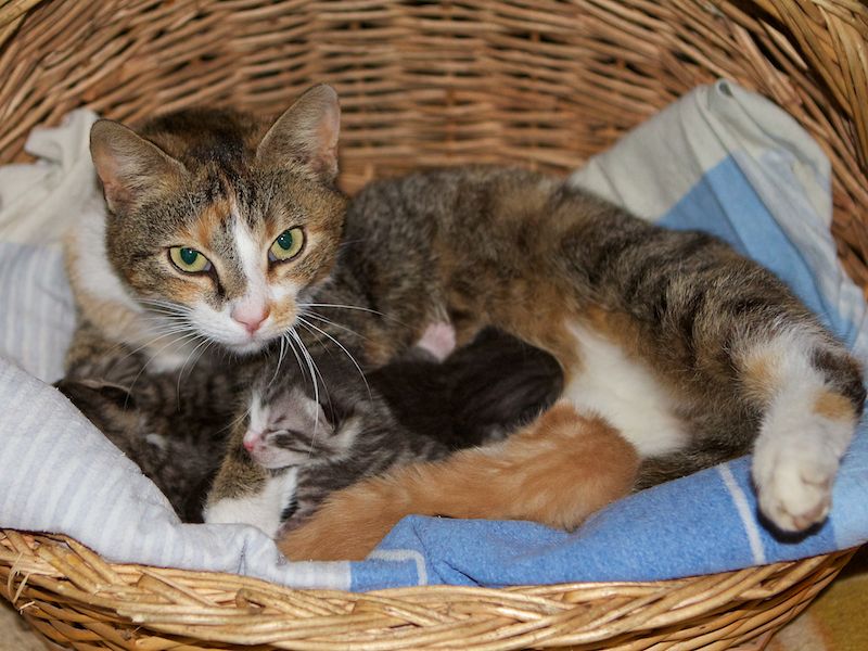 Kittenblog