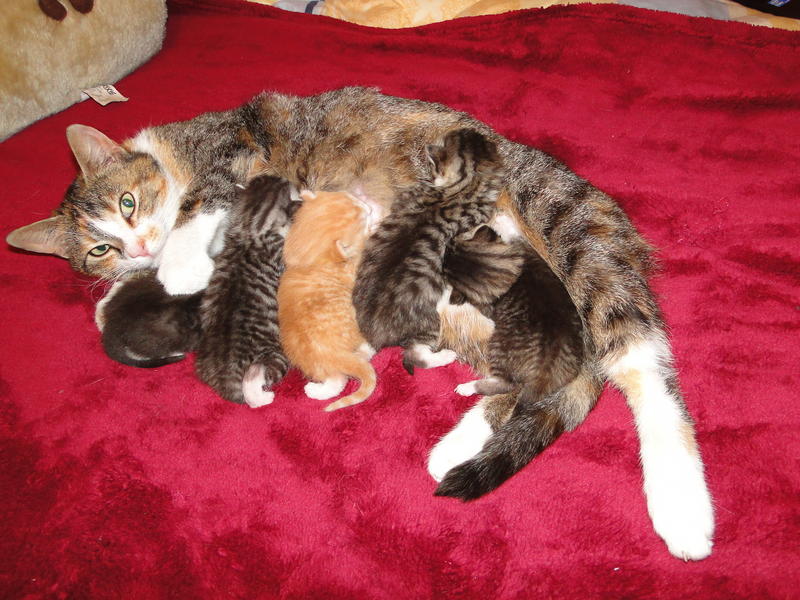 Katzenkinder