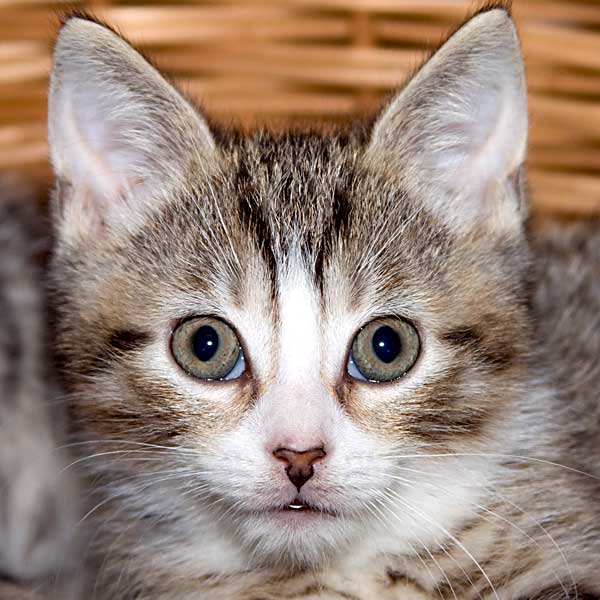 Katzenkind