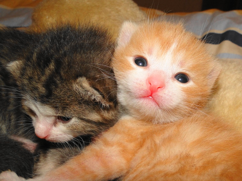 Mama Fay und ihre Babys