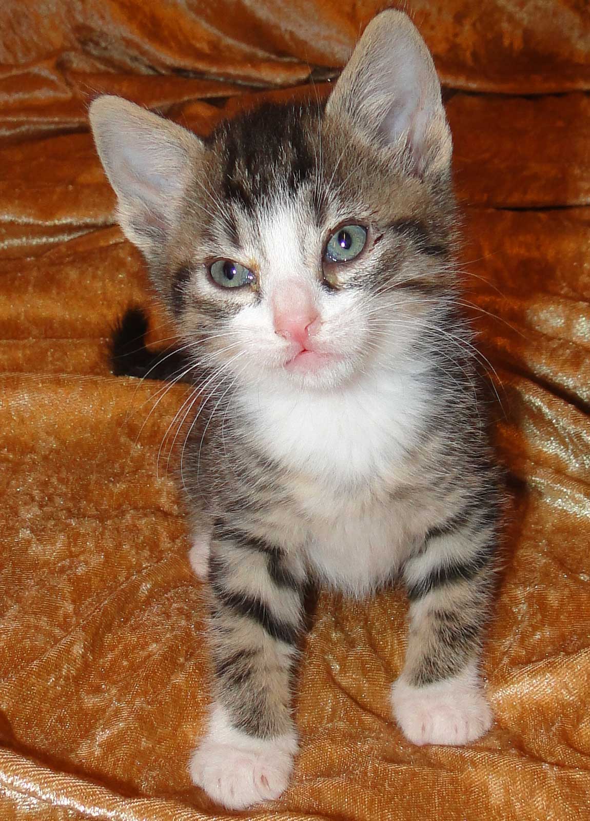 Katze 2