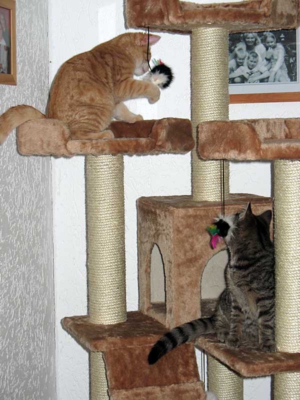 Wilbur und Stella