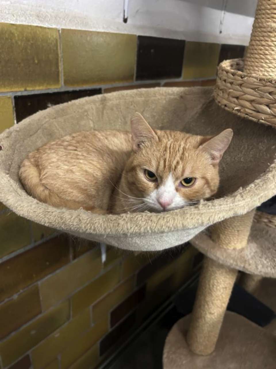 Max