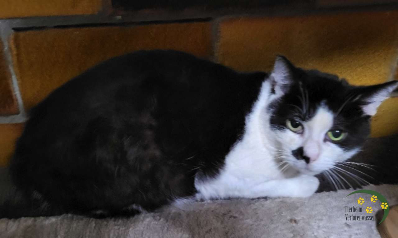 Zorro