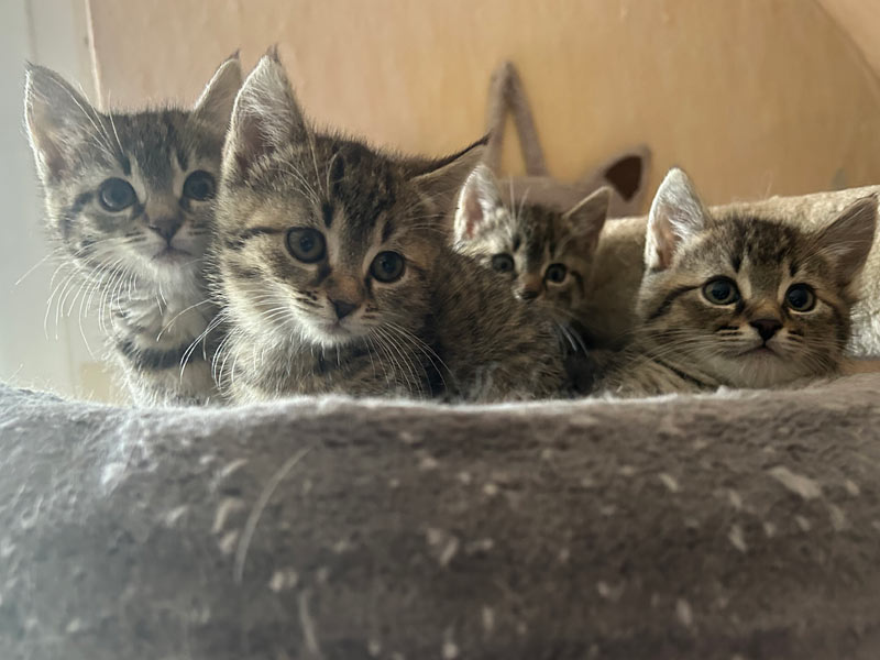 katzenwelpen aus dem tierheim Brandenburg, nahe Berlin