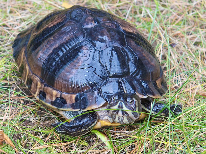 Schildkröten