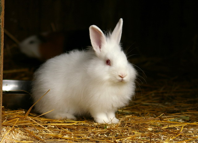 Kaninchen