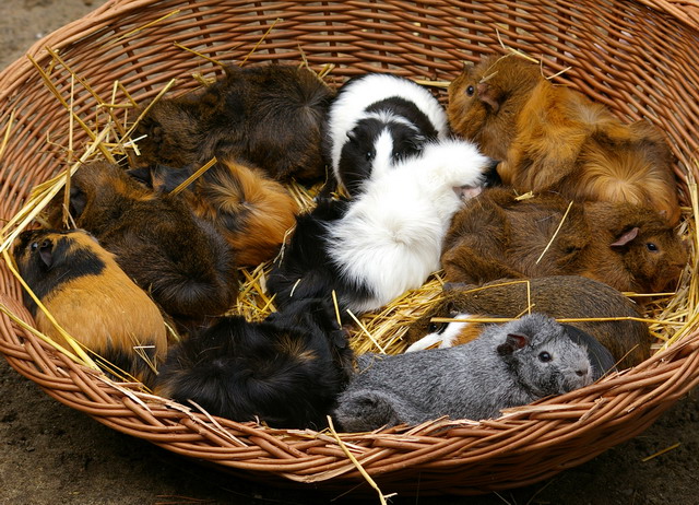 Meerschweinchen