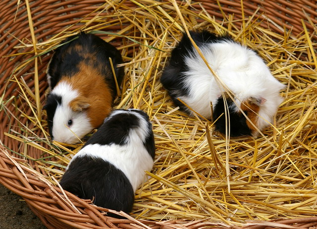 Meerschweinchen