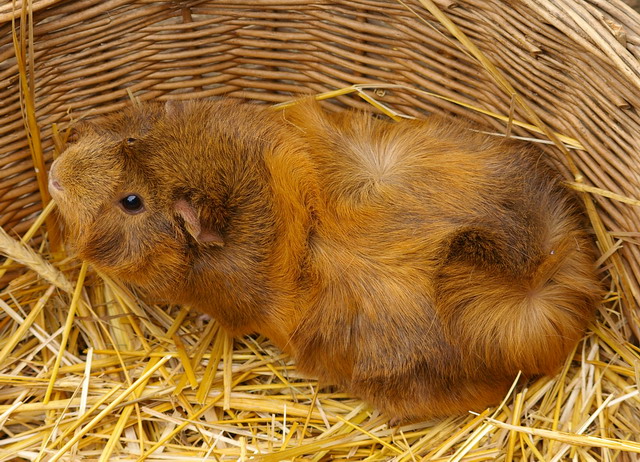 Meerschweinchen