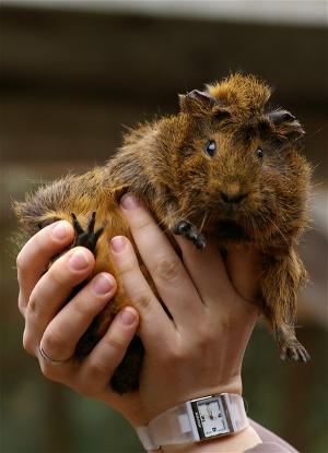 Meerschweinchen