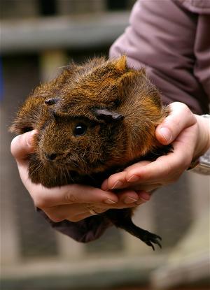 Meerschweinchen