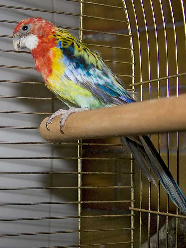 Rosie