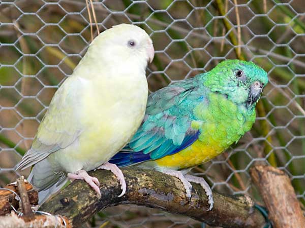 Vögel