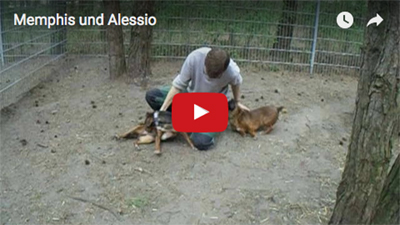 Memphis Alessio